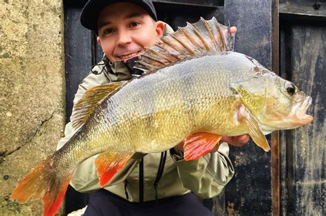 perch fishing|How to Catch Perch: 8 Steps (with Pictures) .